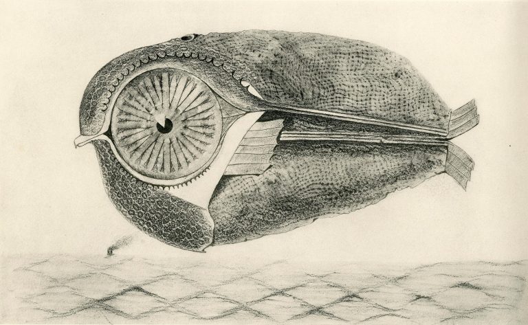 1926 — Histoire Naturelle — Max Ernst<br/>© Jeanne Bucher Jaeger