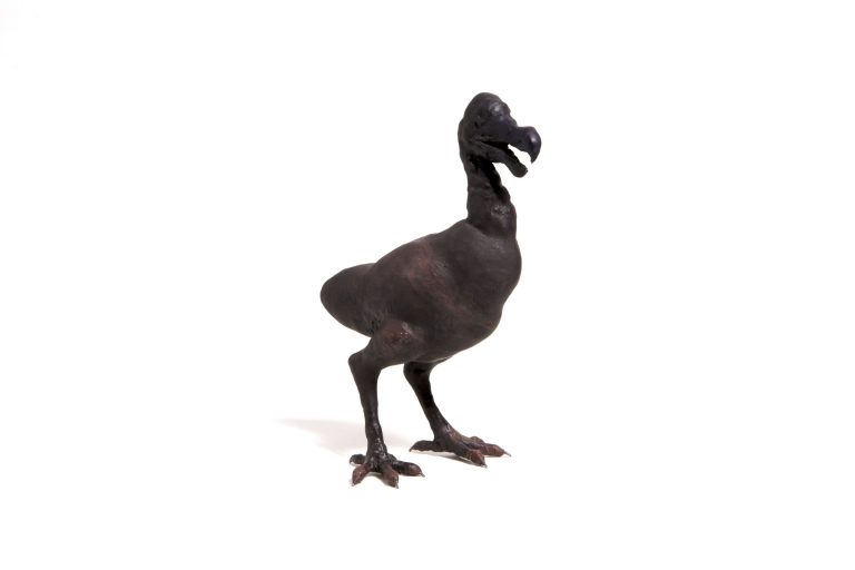 Miguel Branco, Untitled (Dodo), 2007<br/>© Jeanne Bucher Jaeger