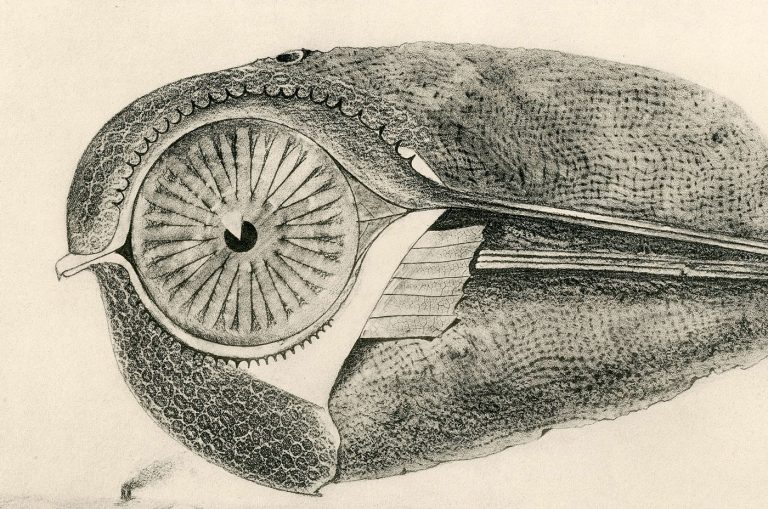 37-l'évadé-30-cover © Jeanne Bucher Jaeger