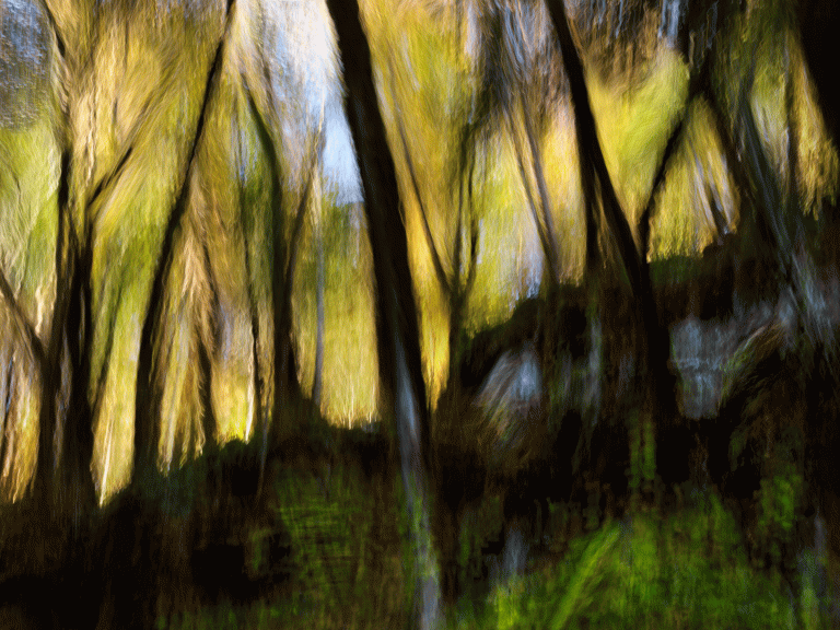 Georges Poncet, Les Arbres de Puy Noir - Ornans, 2019<br/>© Jeanne Bucher Jaeger