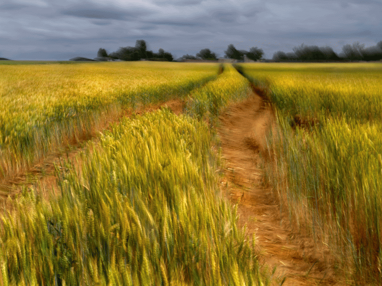 Georges Poncet, Les Blés de Vincent - Auvers, 2020<br/>© Jeanne Bucher Jaeger
