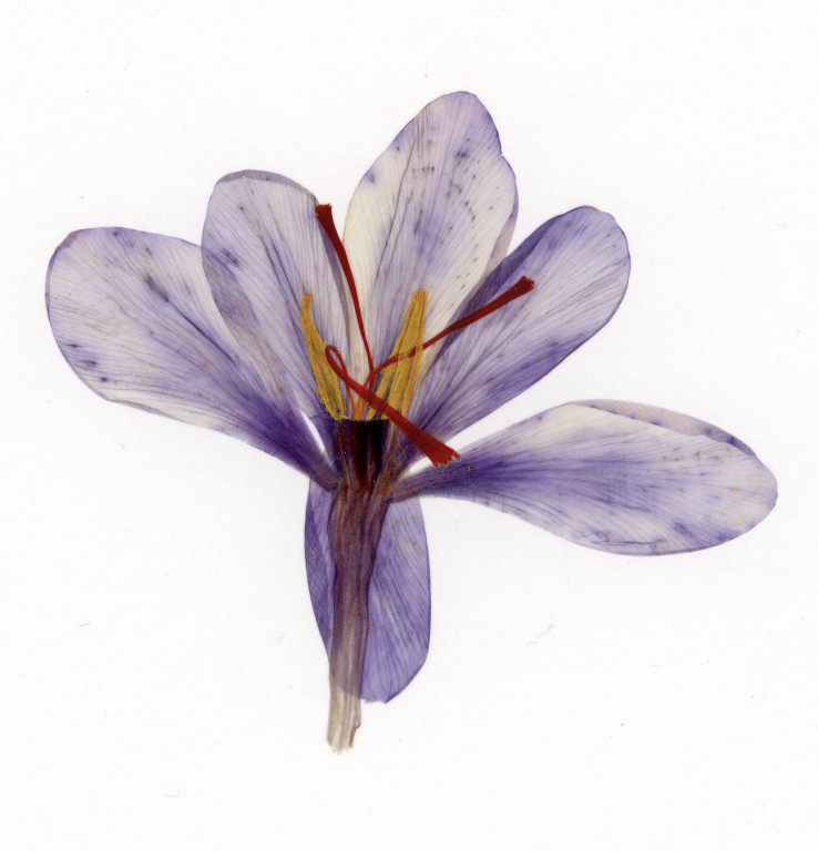 Guillaume Barth, « A », lettre Alpha de alphabet de fleur, 2022<br/>© Jeanne Bucher Jaeger