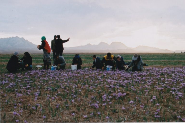 Harvesting flowers, 2018, silver print, Khorasan desert, Iran<br/>© Jeanne Bucher Jaeger